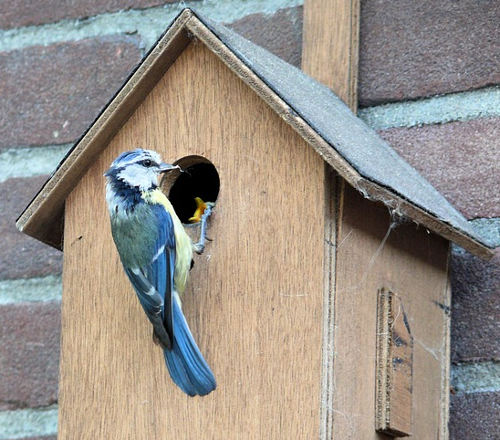A birdhouse showing a bird feeding its young